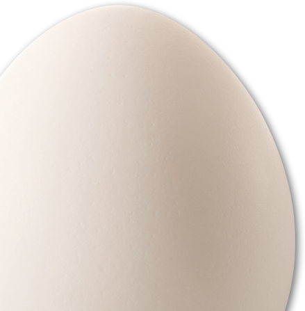 egg picture